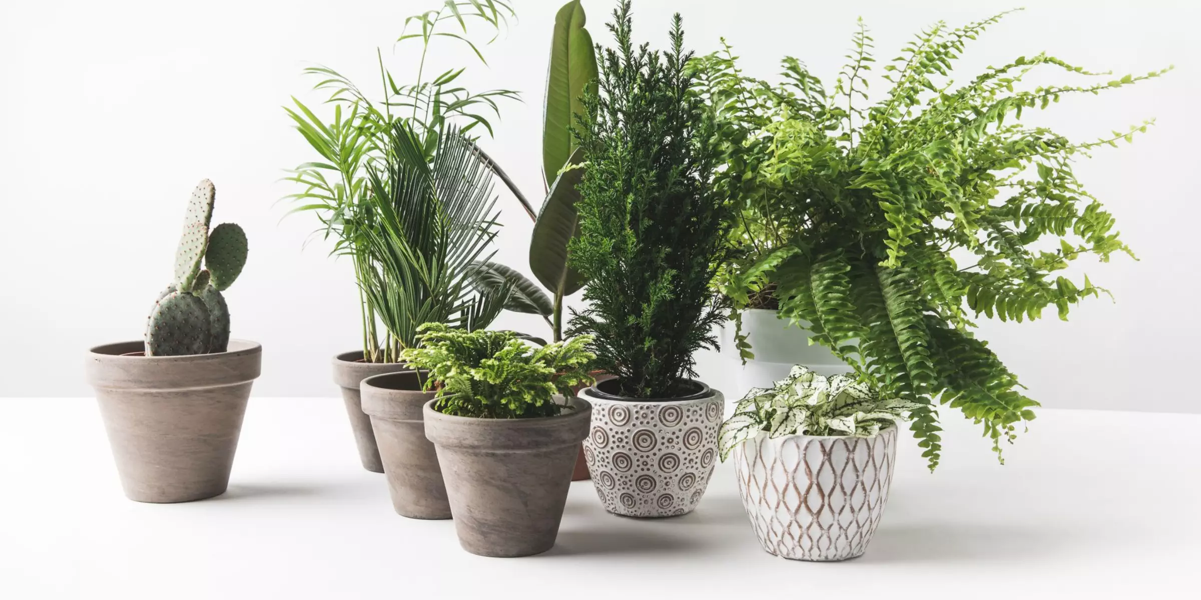 plants in pots